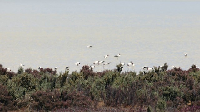 Banded Stilt - ML646385080