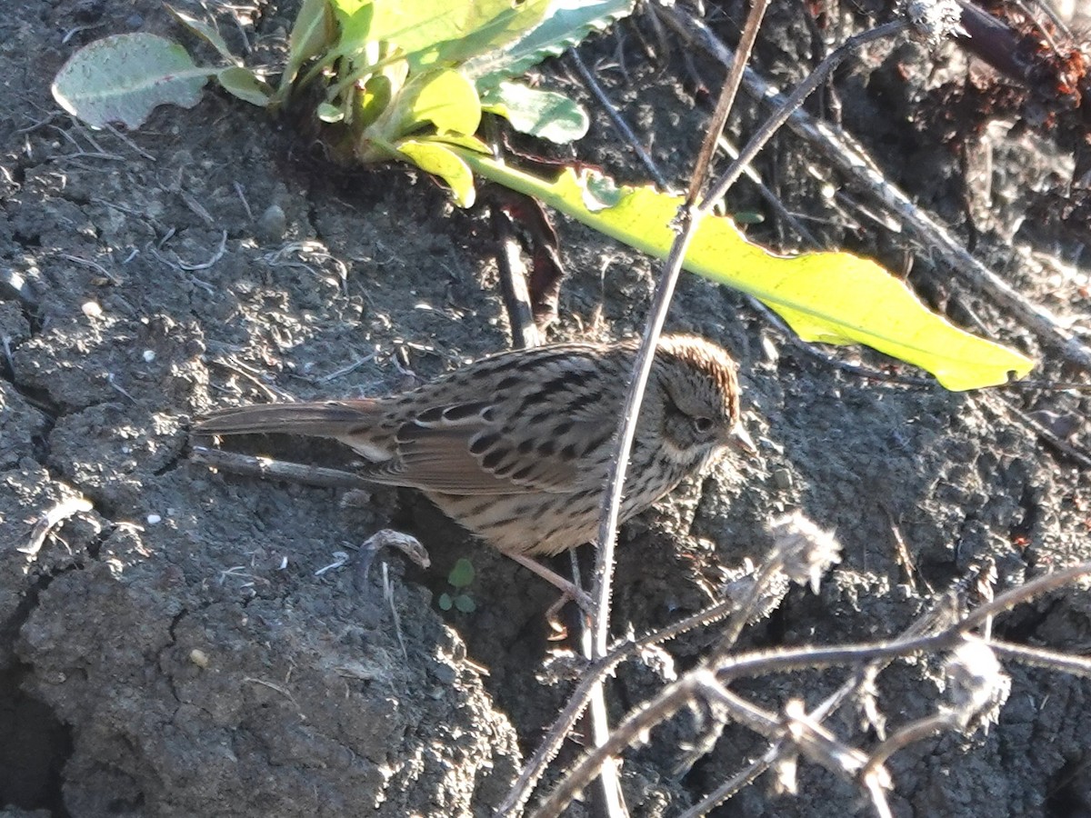 strnadec pruhohlavý - ML646385081