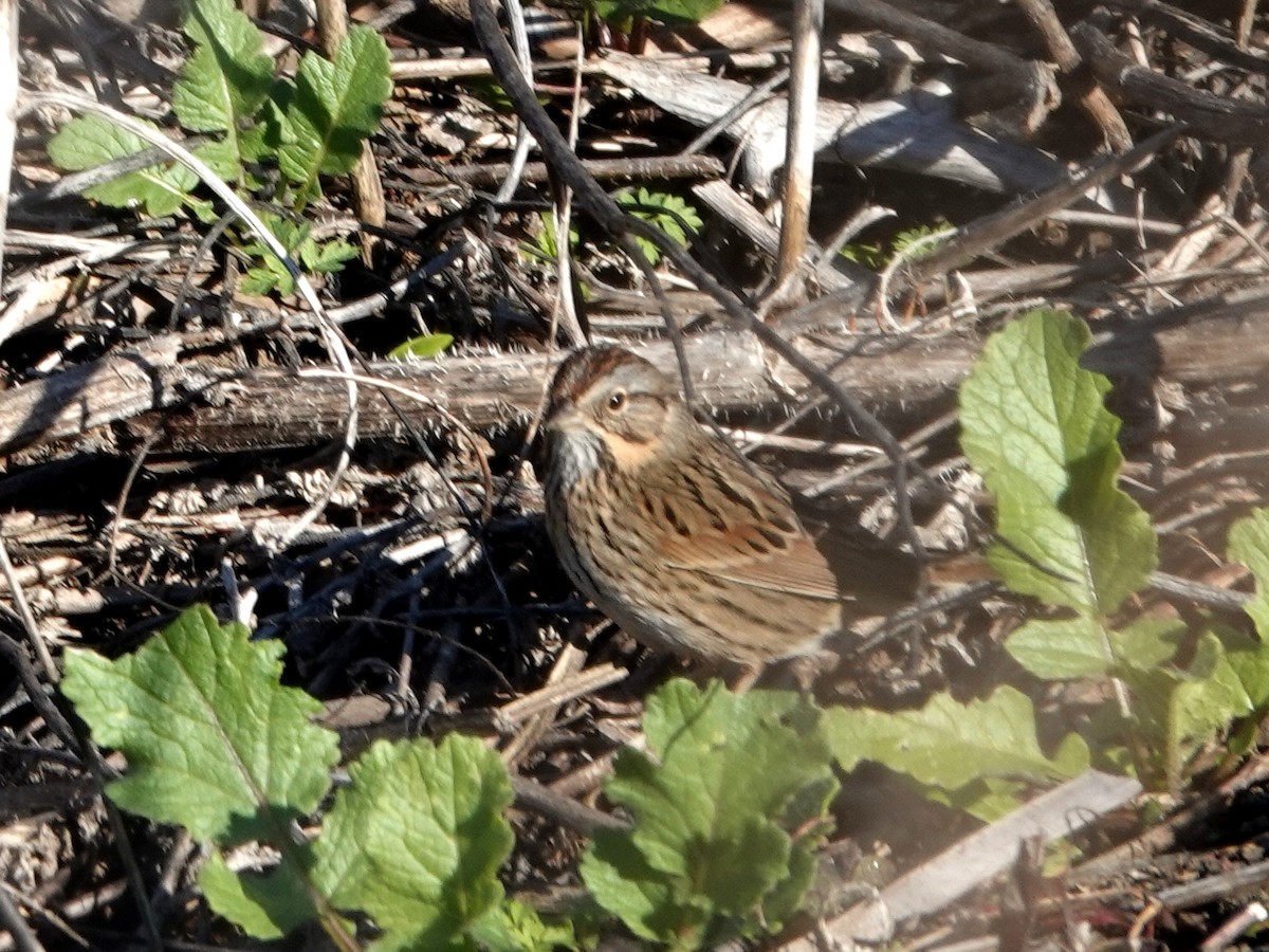 strnadec pruhohlavý - ML646385082