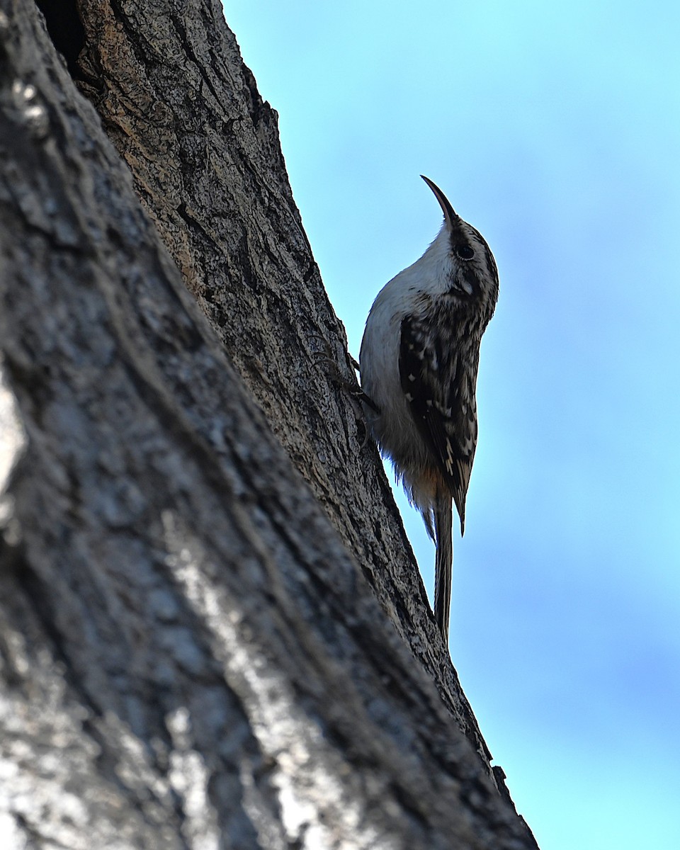 Brown Creeper - ML646385083