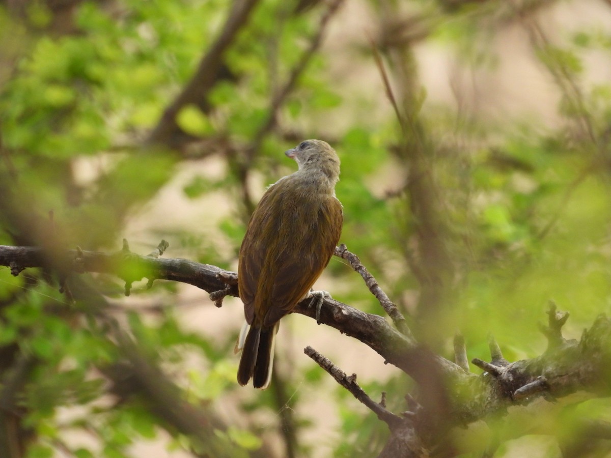 Lesser Honeyguide - ML646385085