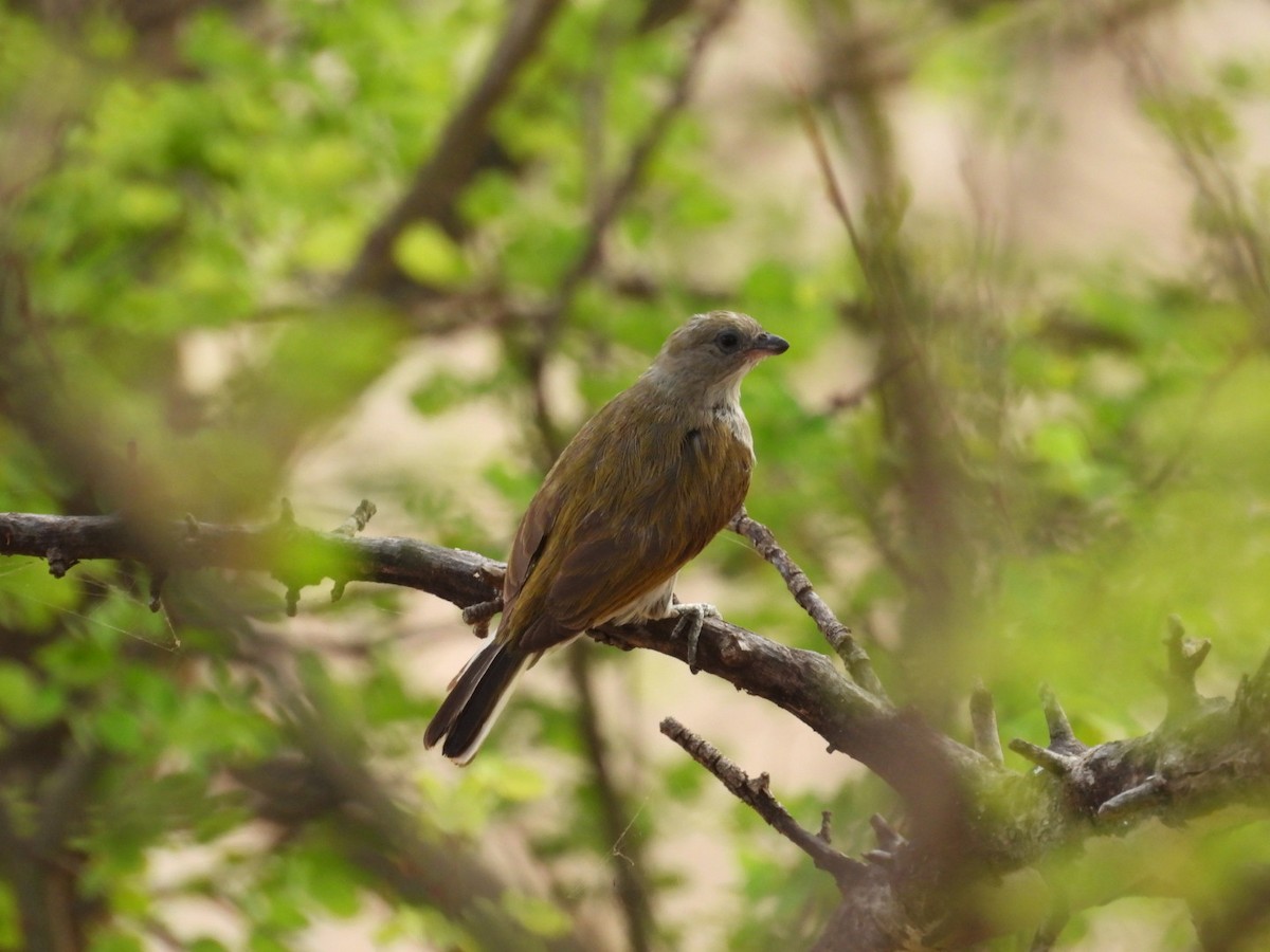 Lesser Honeyguide - ML646385086