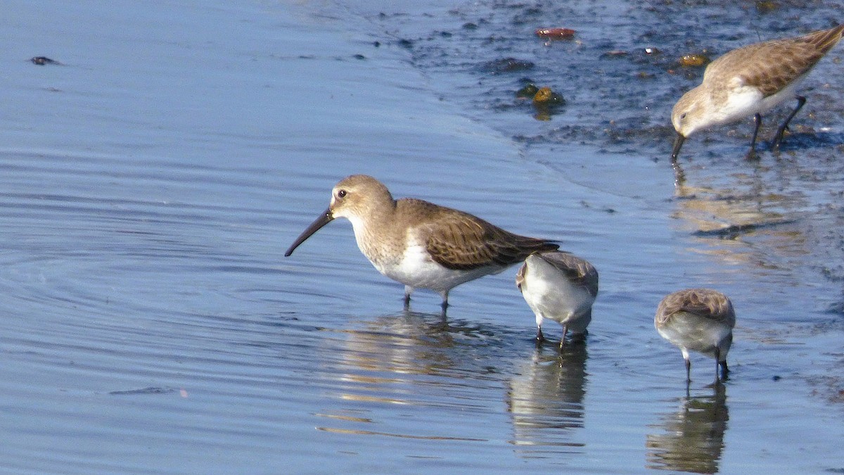 Dunlin - ML646385087