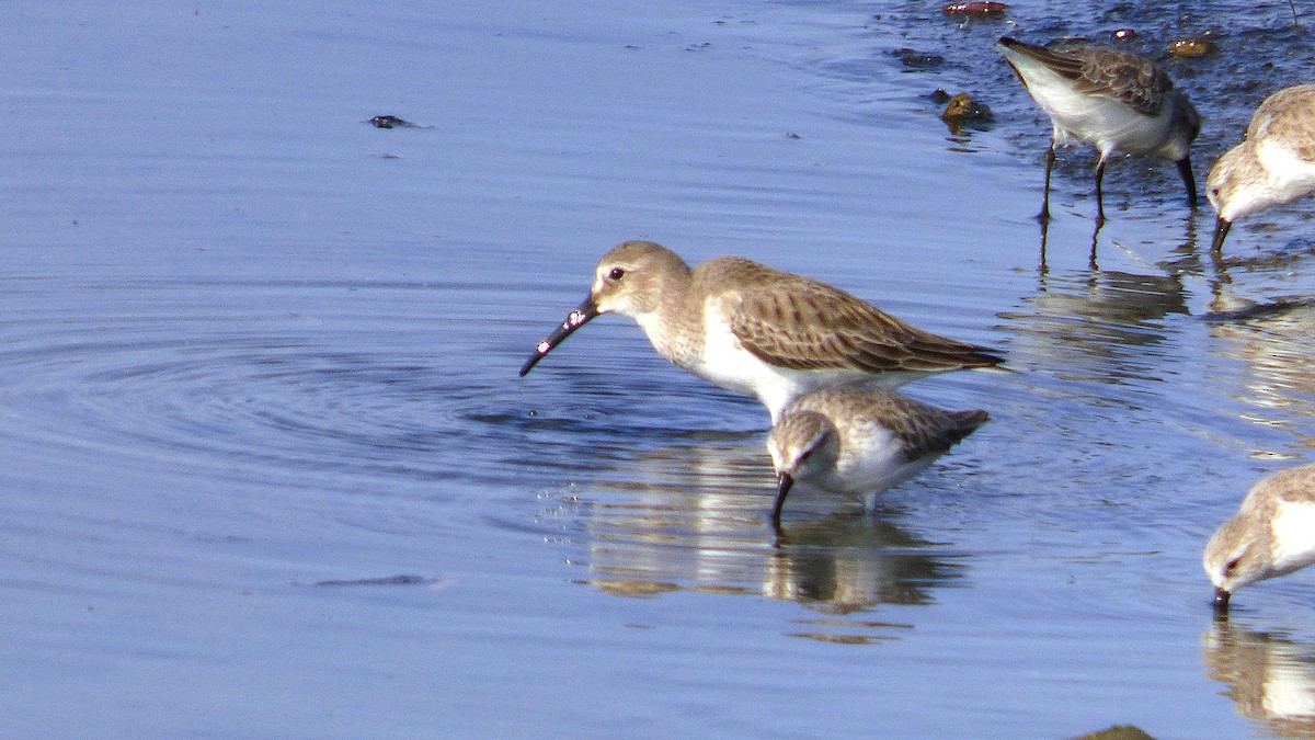 Dunlin - ML646385088