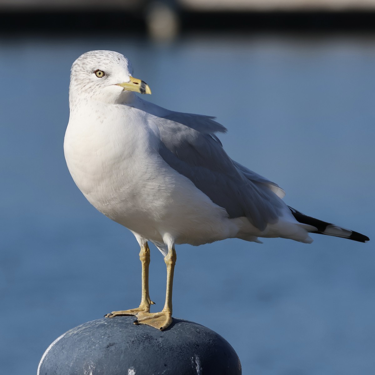 Ring-billed Gull - ML646385089