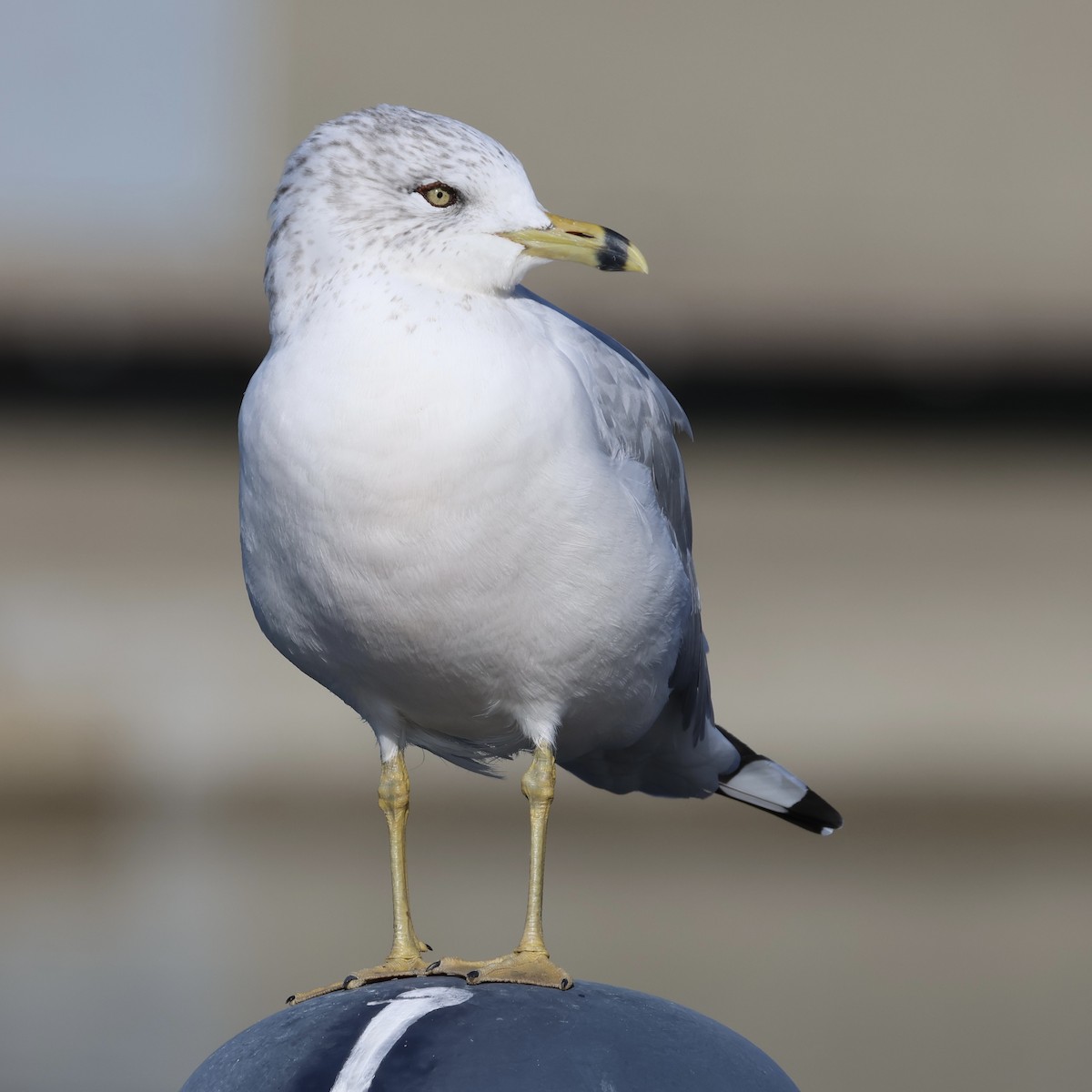 Ring-billed Gull - ML646385090