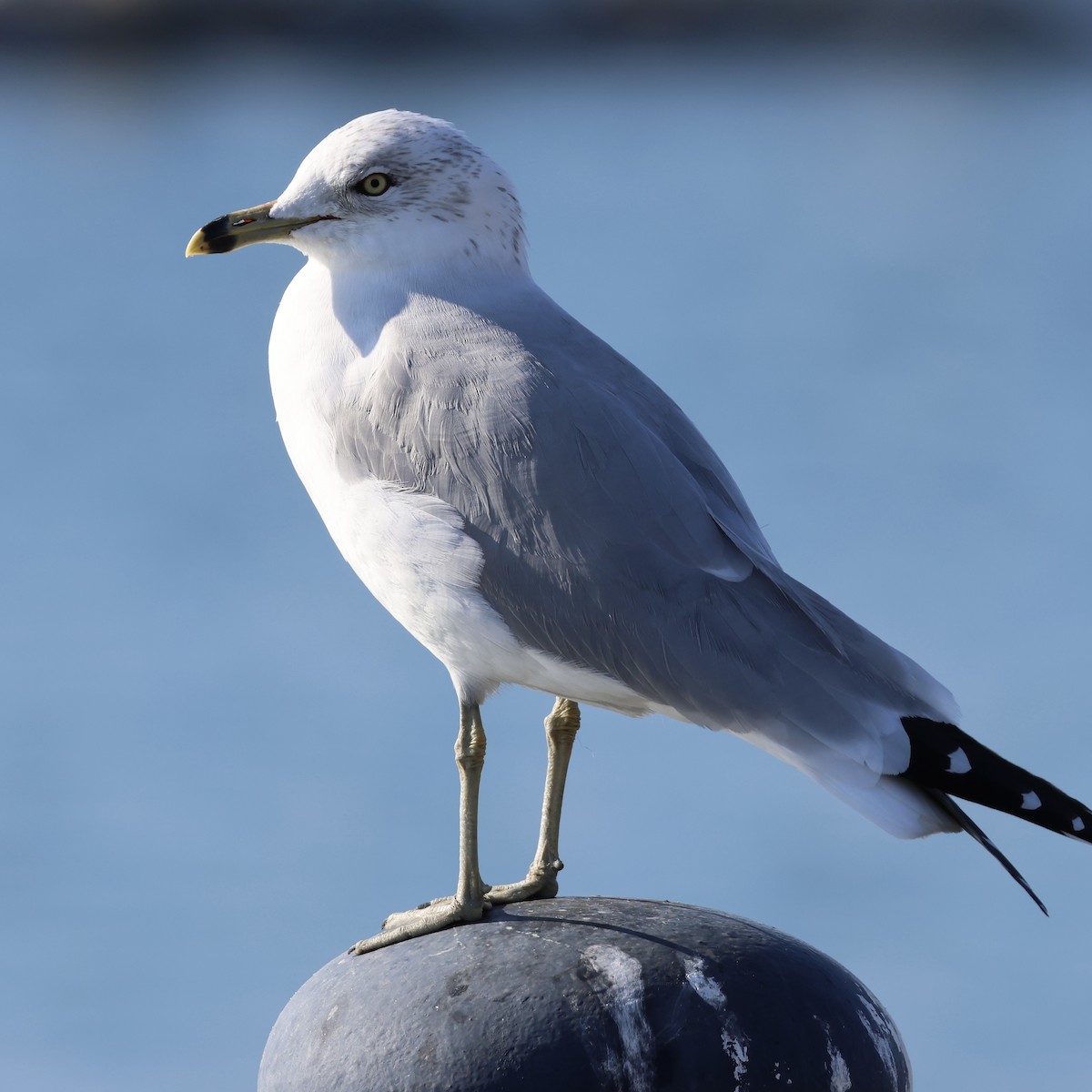 Ring-billed Gull - ML646385091