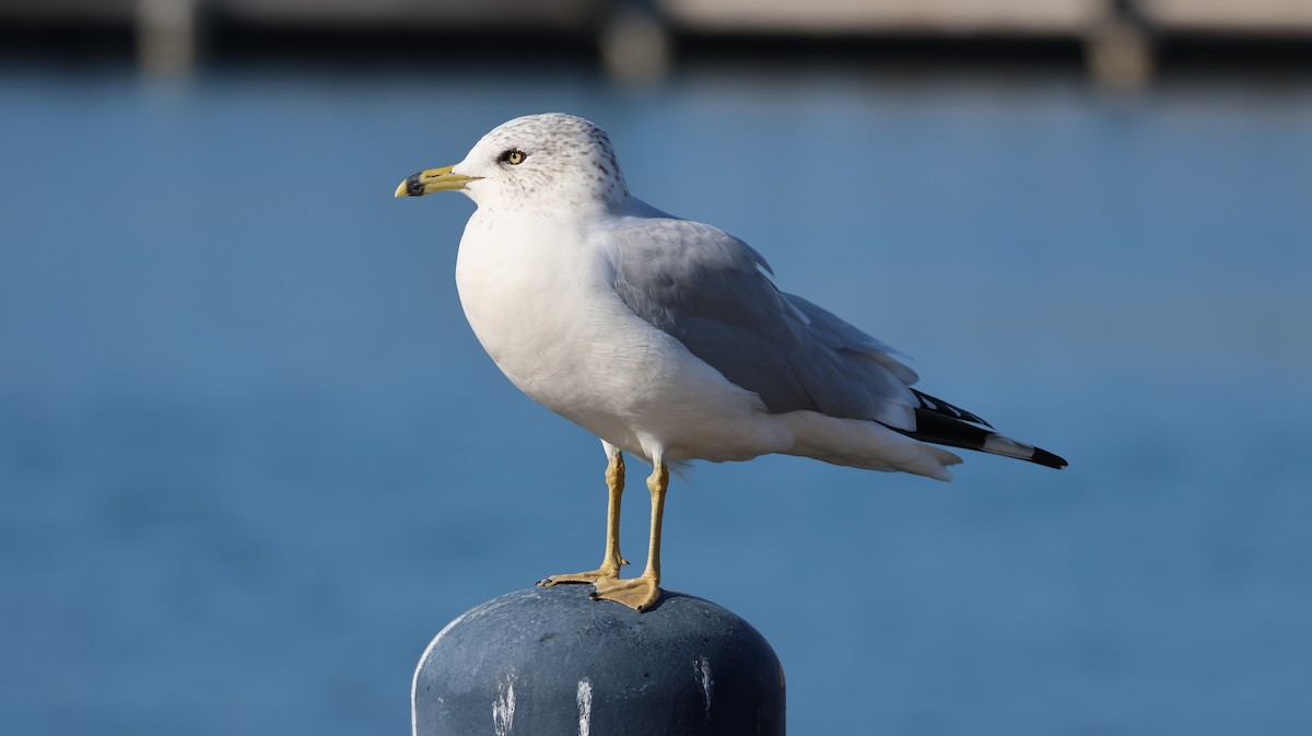 Ring-billed Gull - ML646385092