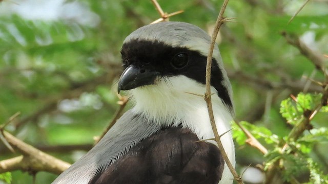 Gray-backed Fiscal - ML646385093