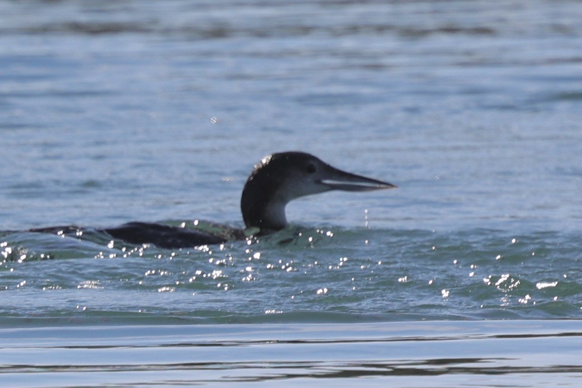 Buz Dalgıcı - ML646385094