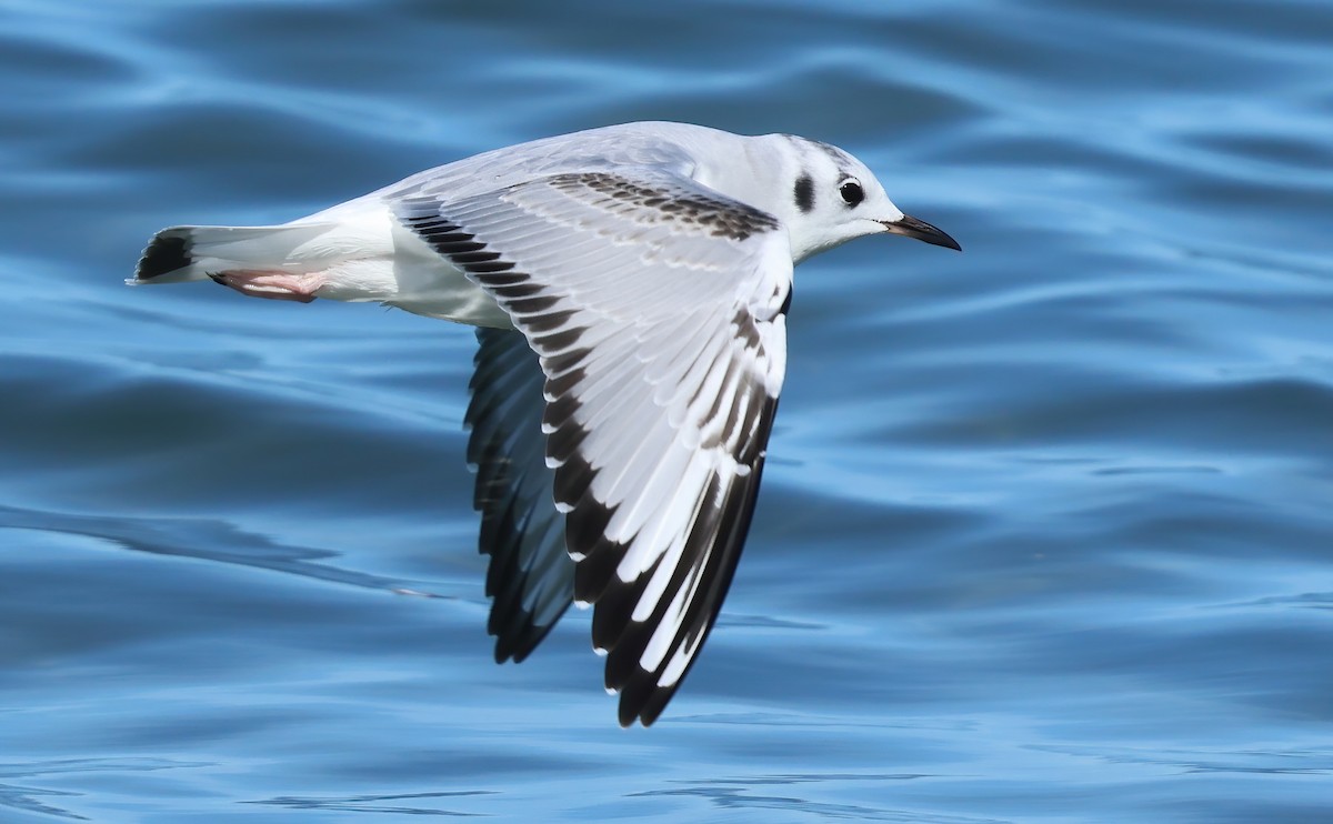 Bonaparte's Gull - ML646385095