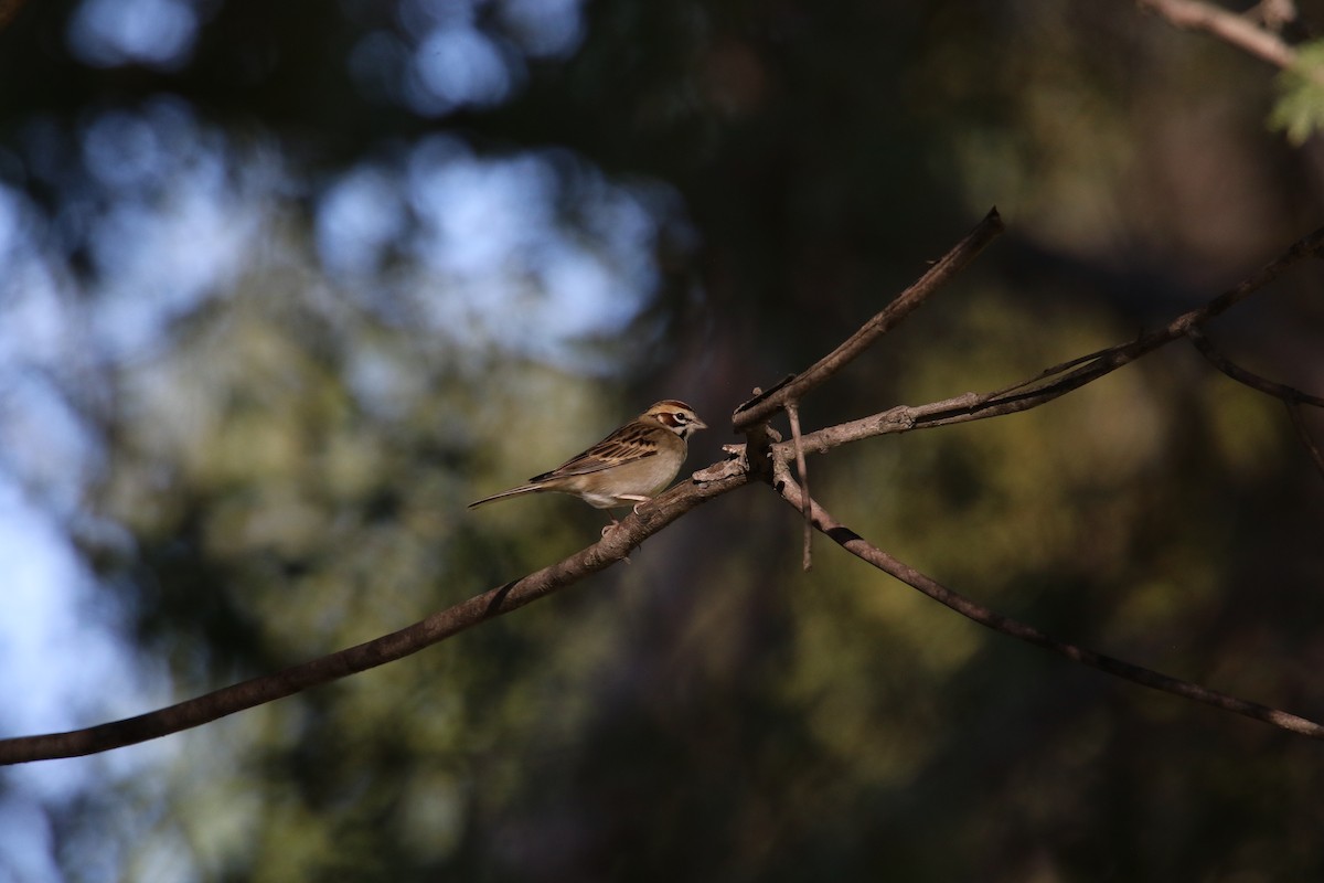 ヒバリヒメドリ - ML646385096