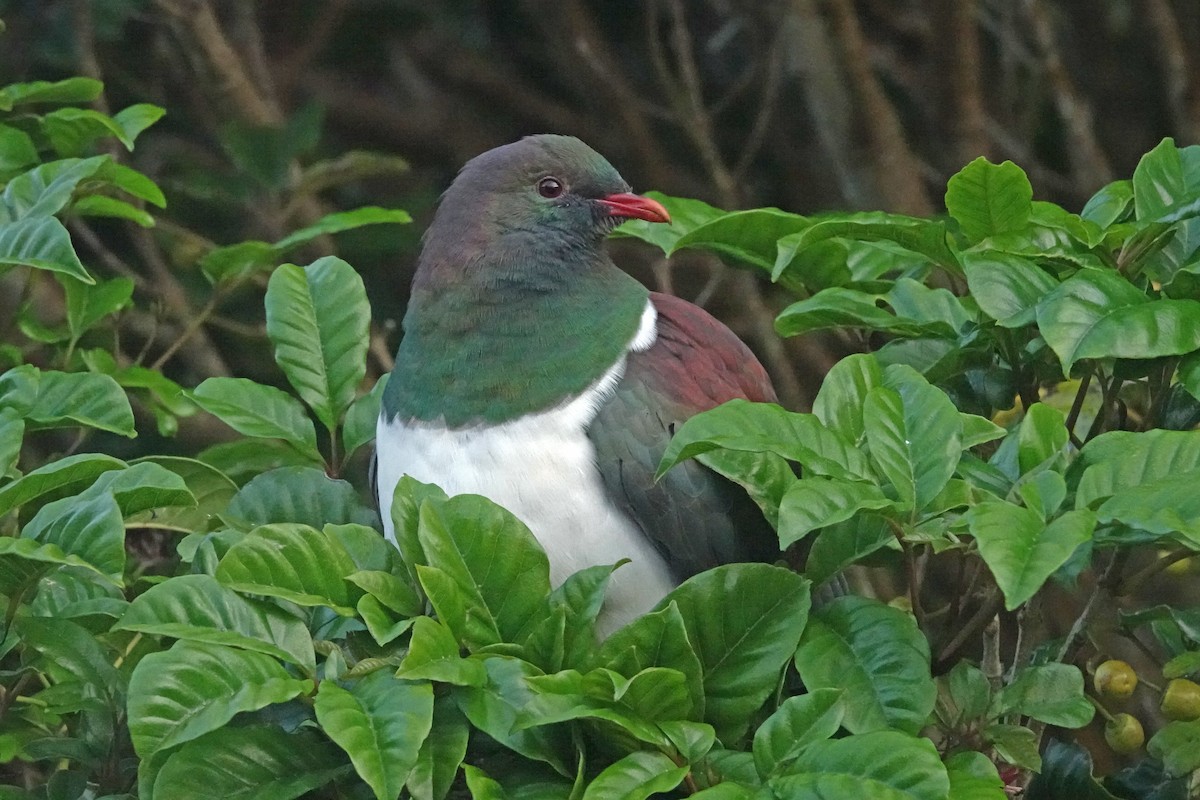 New Zealand Pigeon - ML646385097