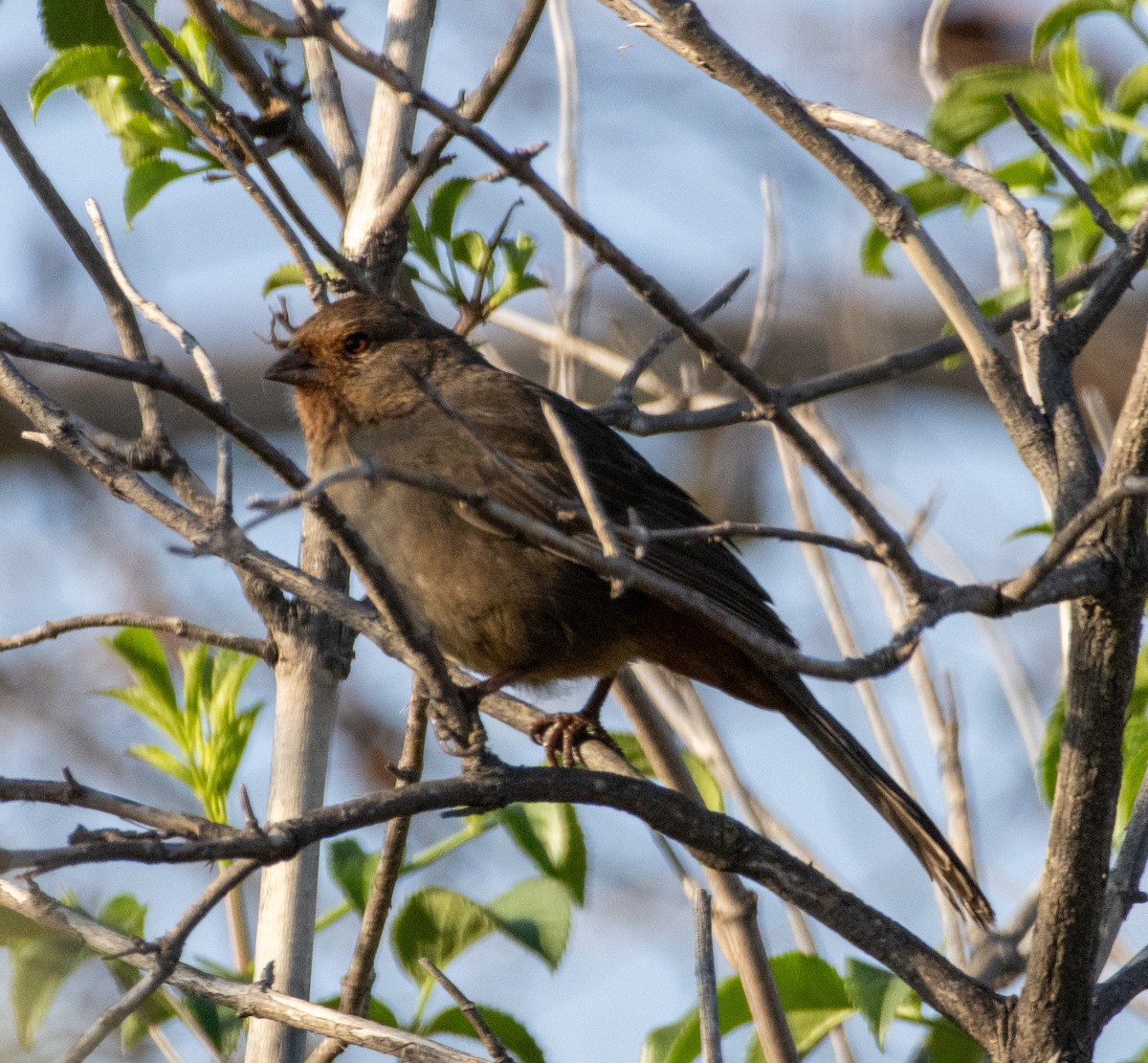 California Towhee - ML646385098