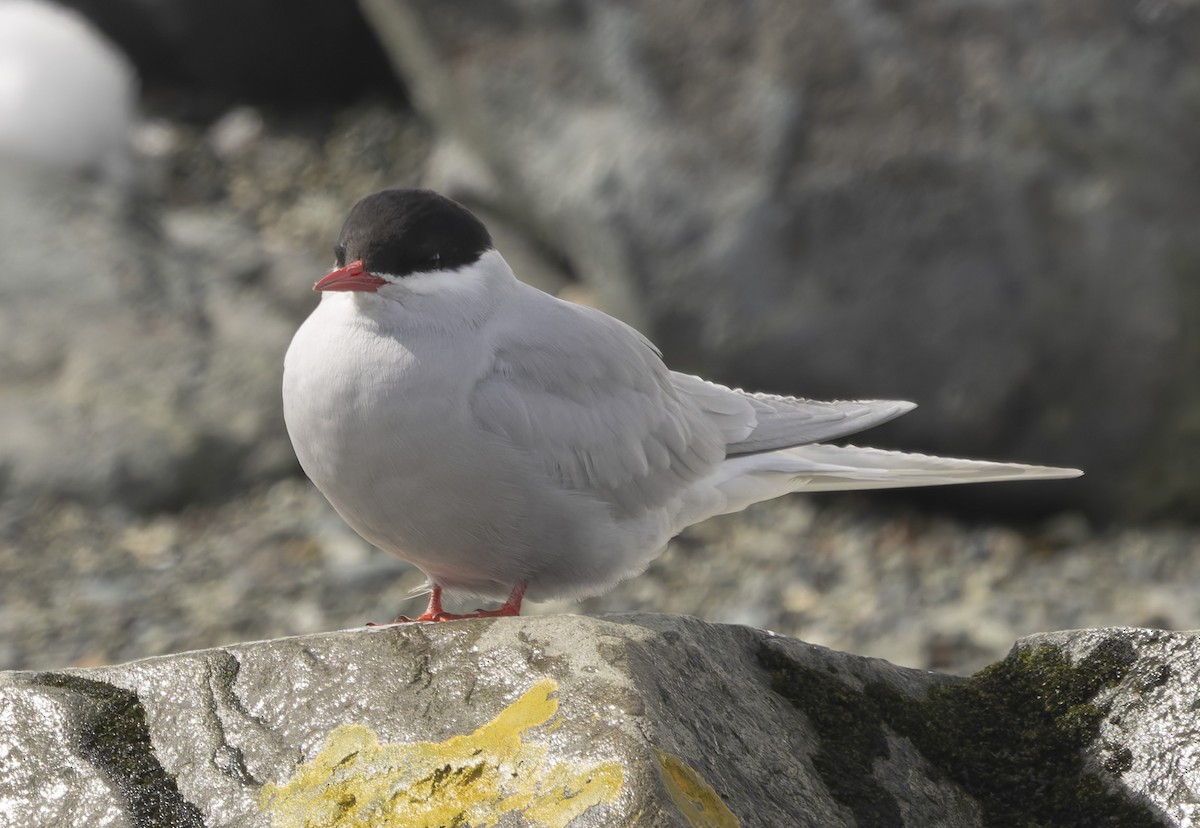 Antarctic Tern (South Georgia) - ML646385099