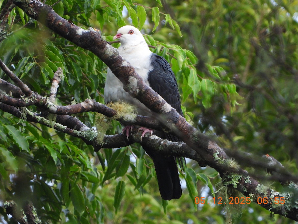 dronningdue - ML646385100