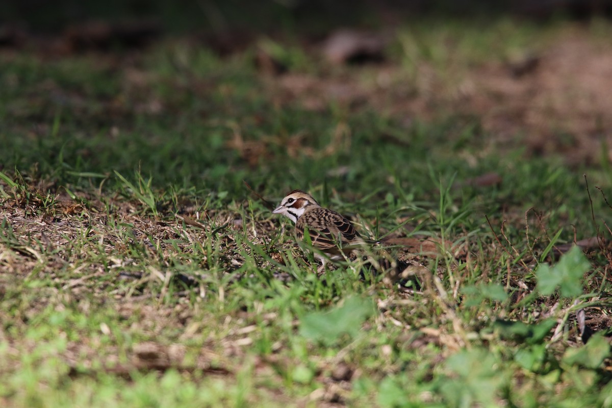 ヒバリヒメドリ - ML646385104