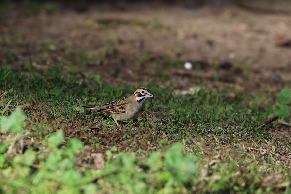 ヒバリヒメドリ - ML646385105