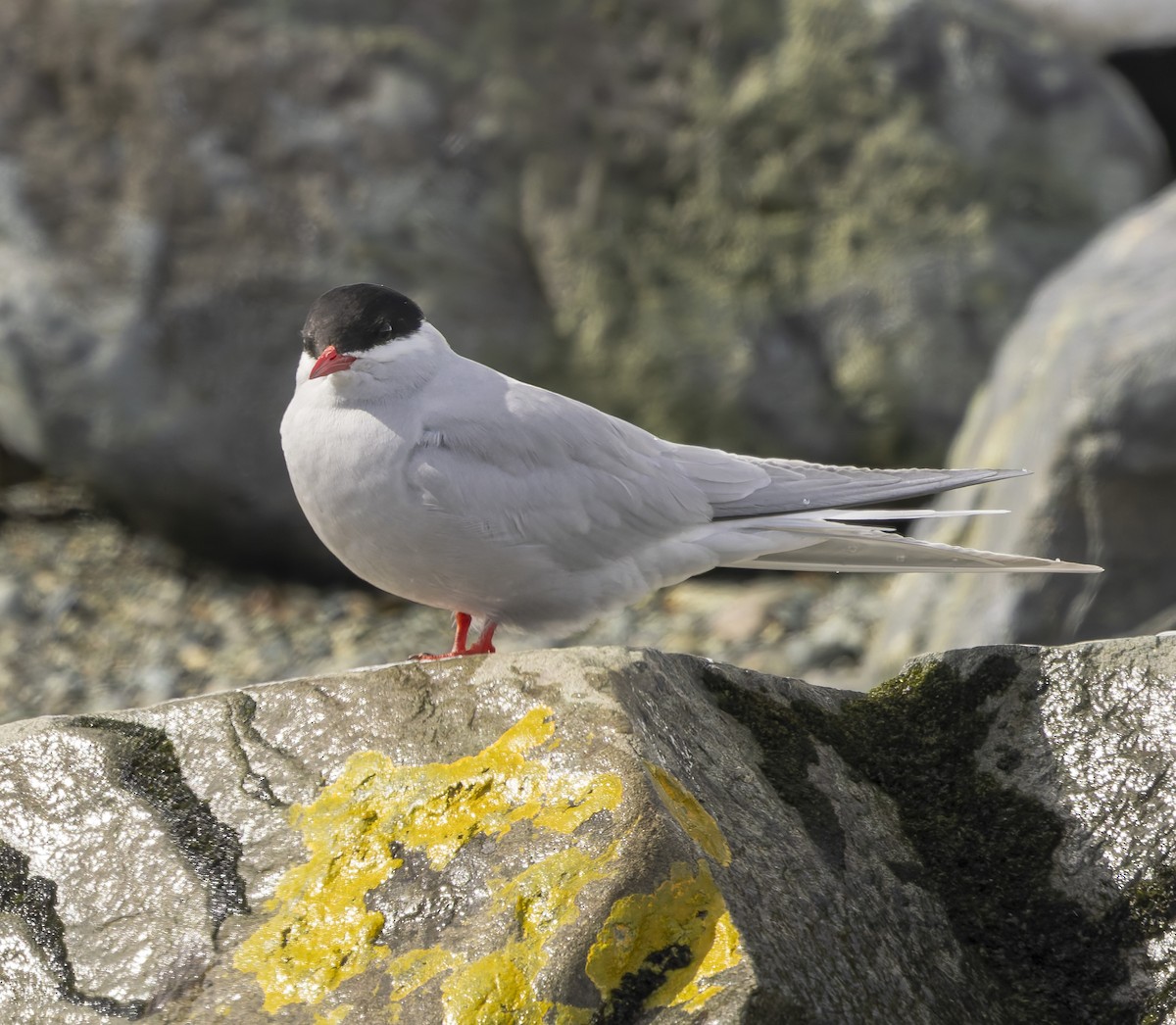 Antarctic Tern (South Georgia) - ML646385106