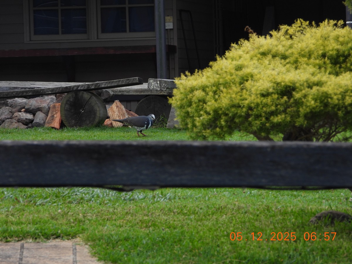 wongadue - ML646385107