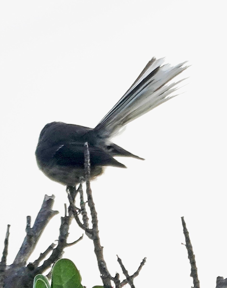 New Zealand Fantail - ML646385108