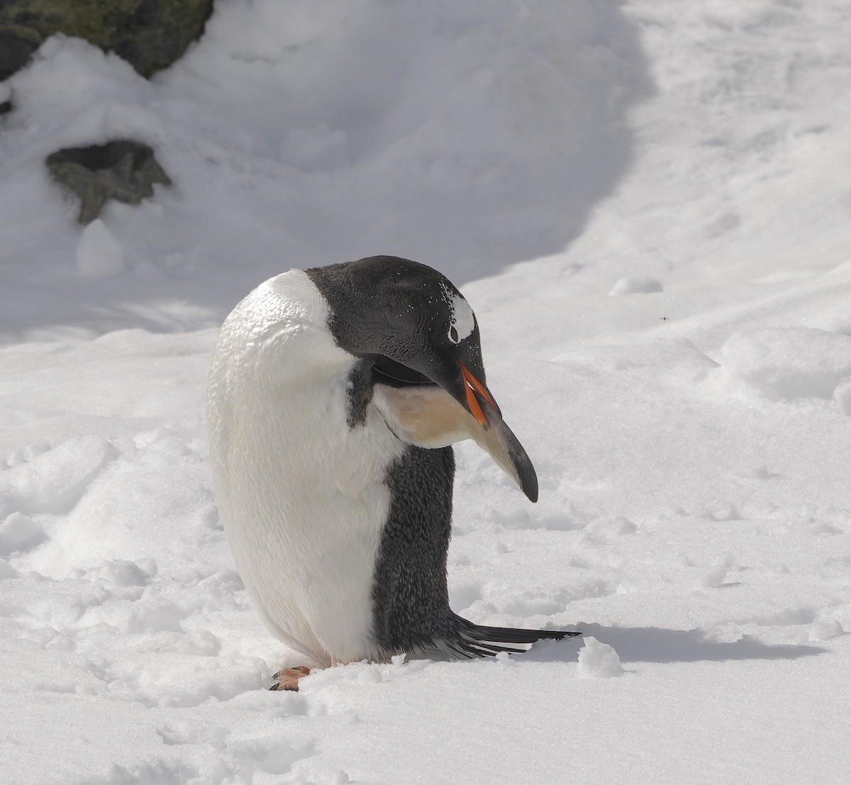 Gentoo Penguin - ML646385109