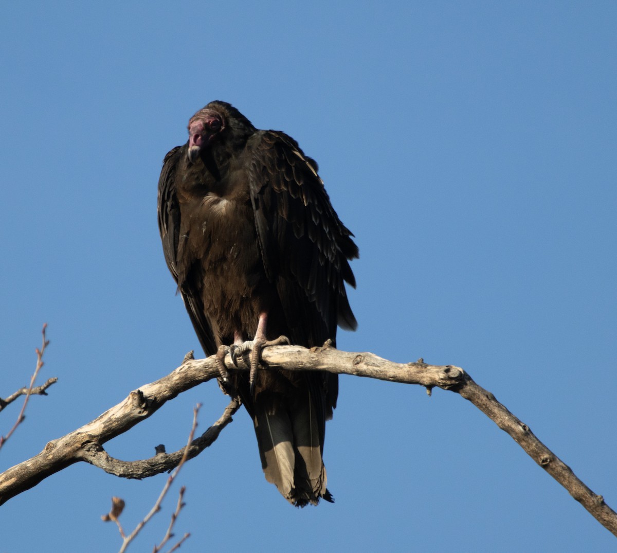 Turkey Vulture - ML646385110