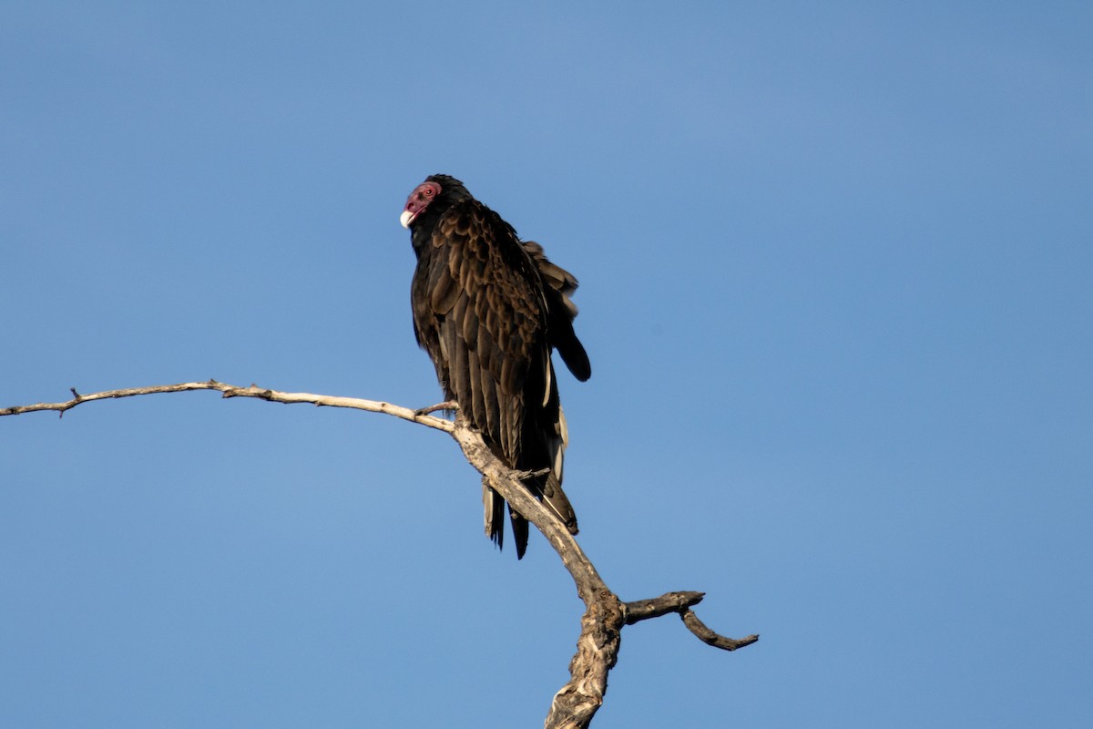 Turkey Vulture - ML646385111