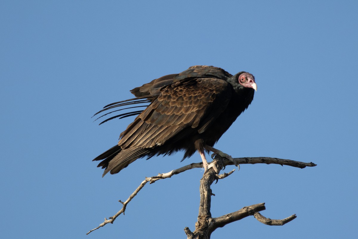 Turkey Vulture - ML646385112