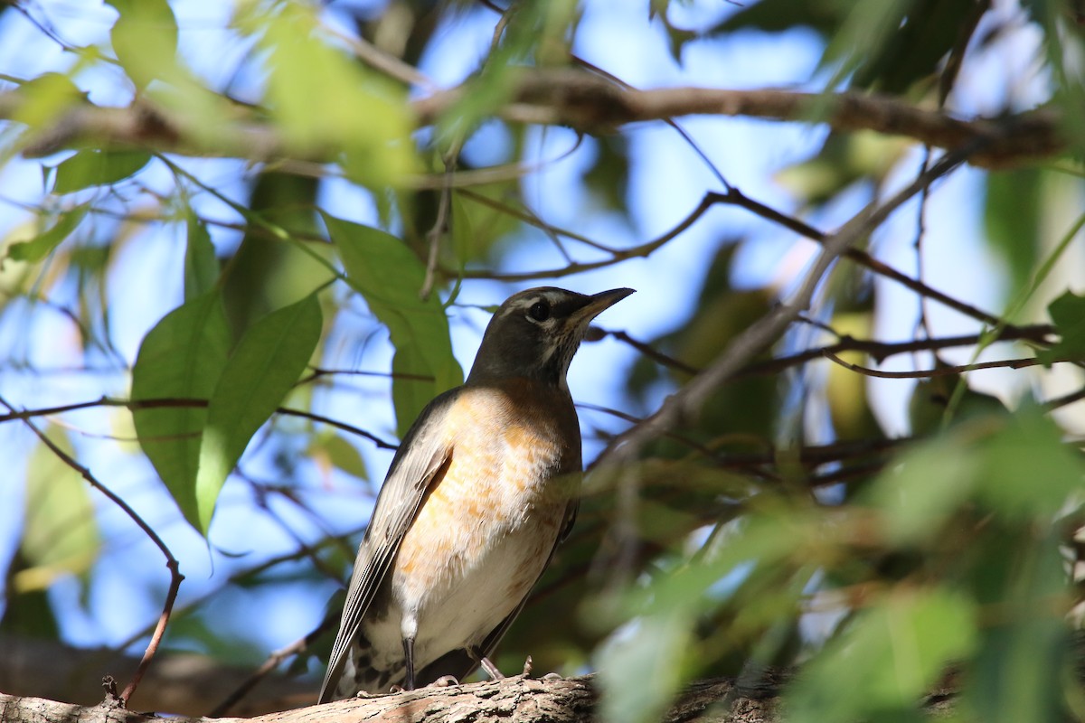 Странствующий дрозд - ML646385113