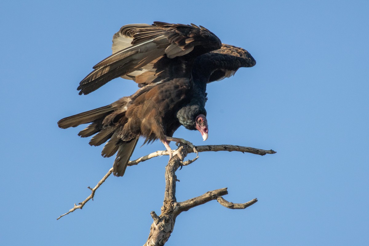 Turkey Vulture - ML646385114