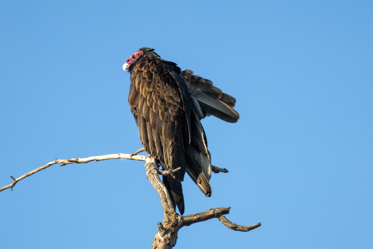 Turkey Vulture - ML646385115
