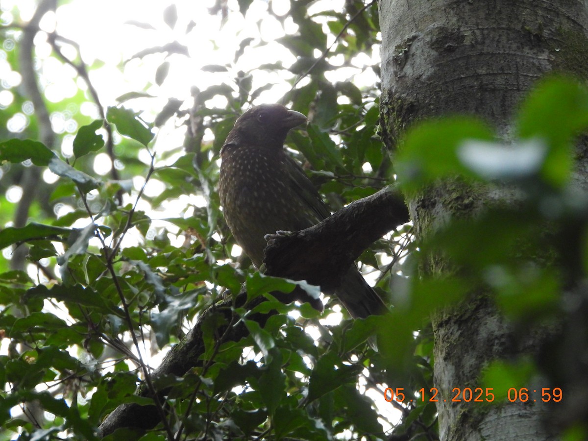 grønnkattefugl - ML646385116