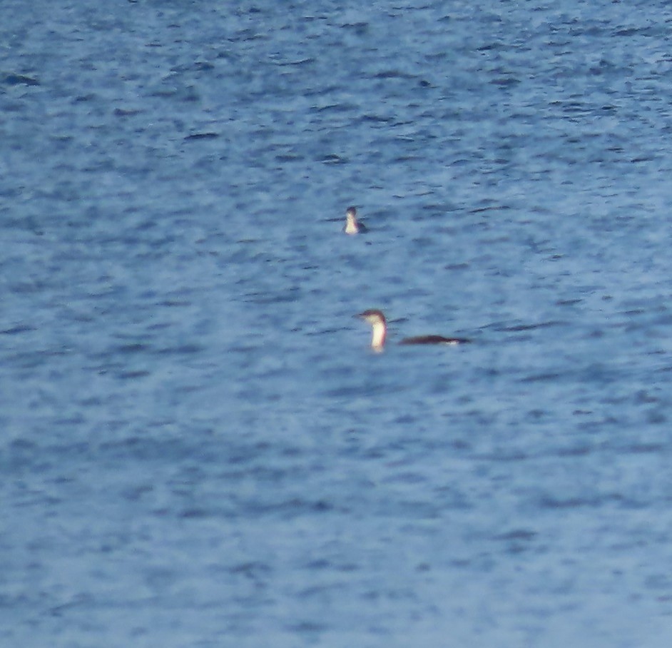 Strolaga mezzana - ML646385117