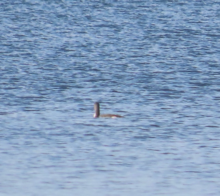 Strolaga mezzana - ML646385118