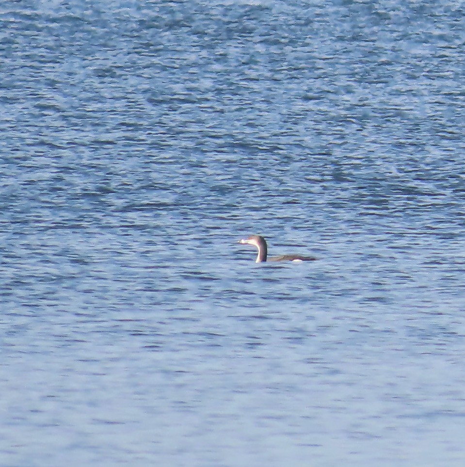 Strolaga mezzana - ML646385119