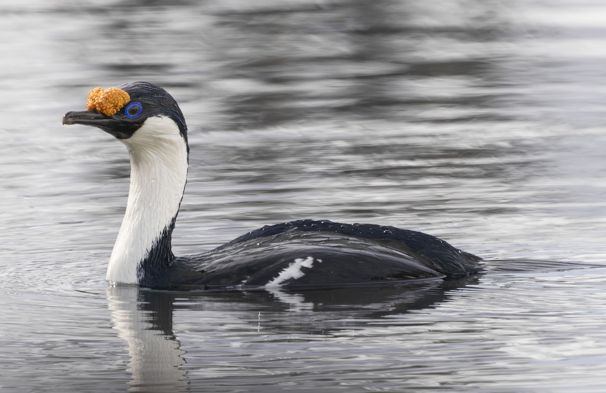 Imperial Cormorant (South Georgia) - ML646385121