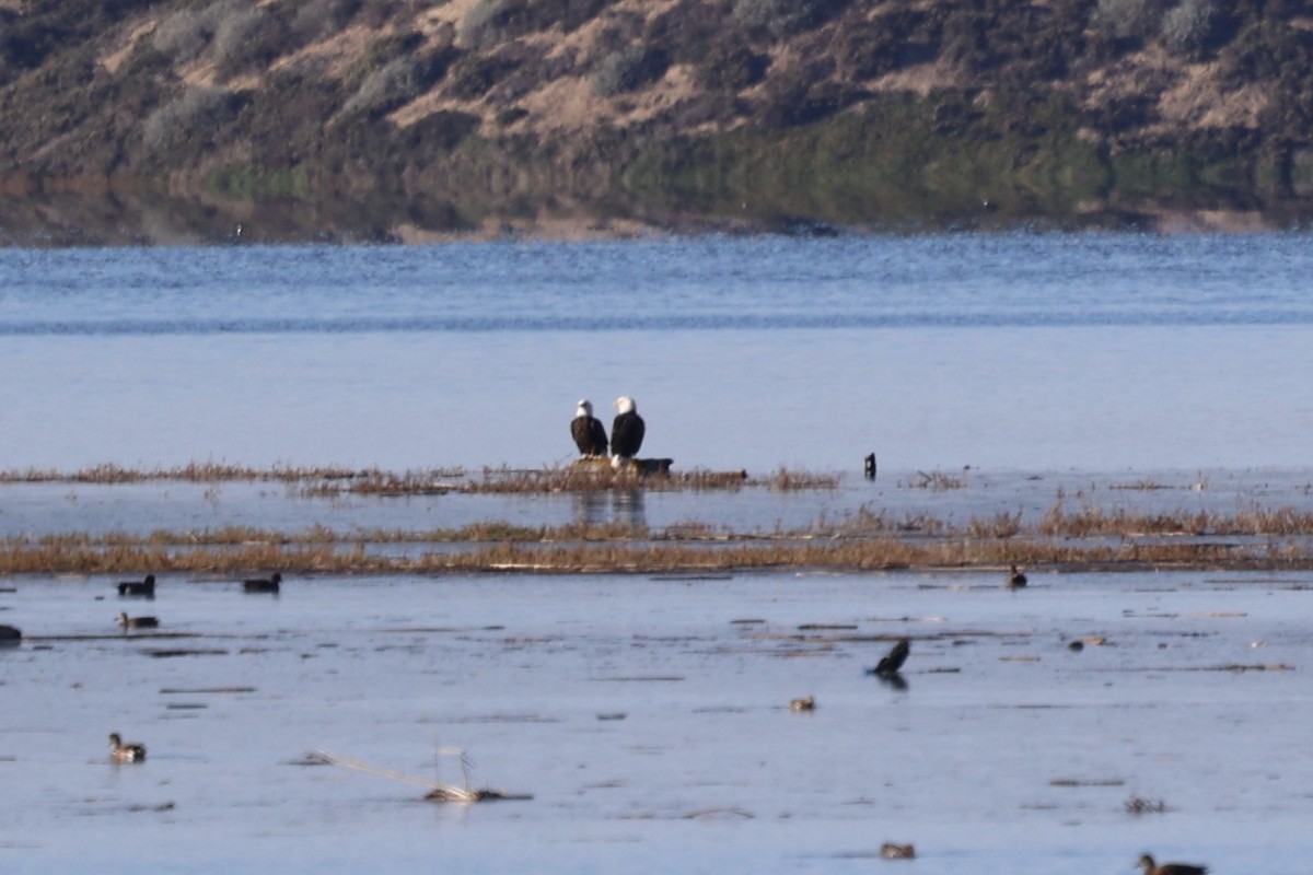 Pygargue à tête blanche - ML646385122
