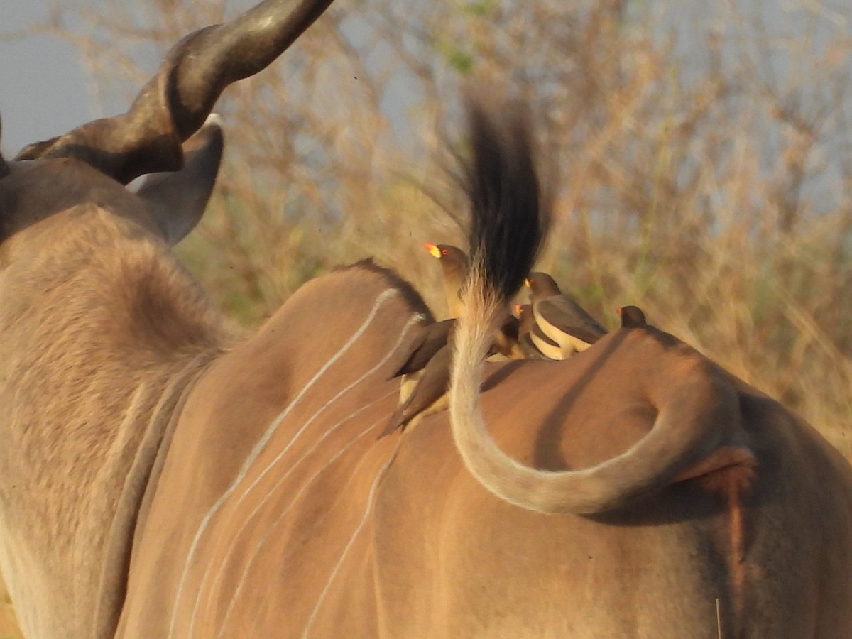 Yellow-billed Oxpecker - ML646385126