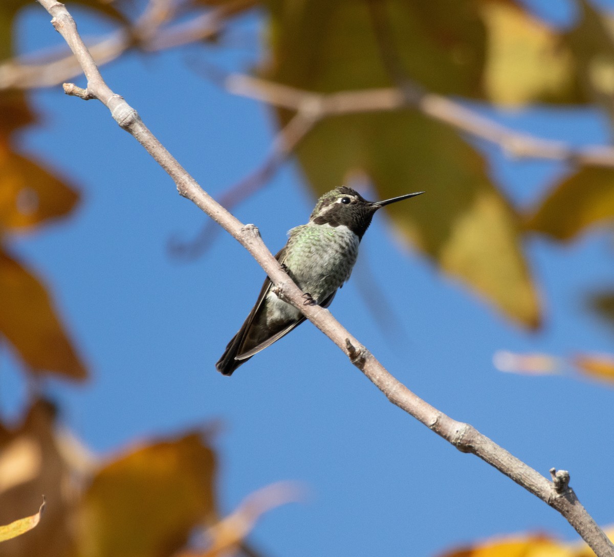 Anna's Hummingbird - ML646385128