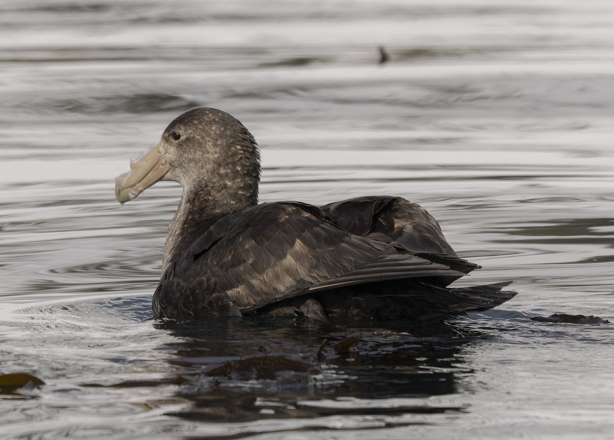 Southern Giant-Petrel - ML646385129