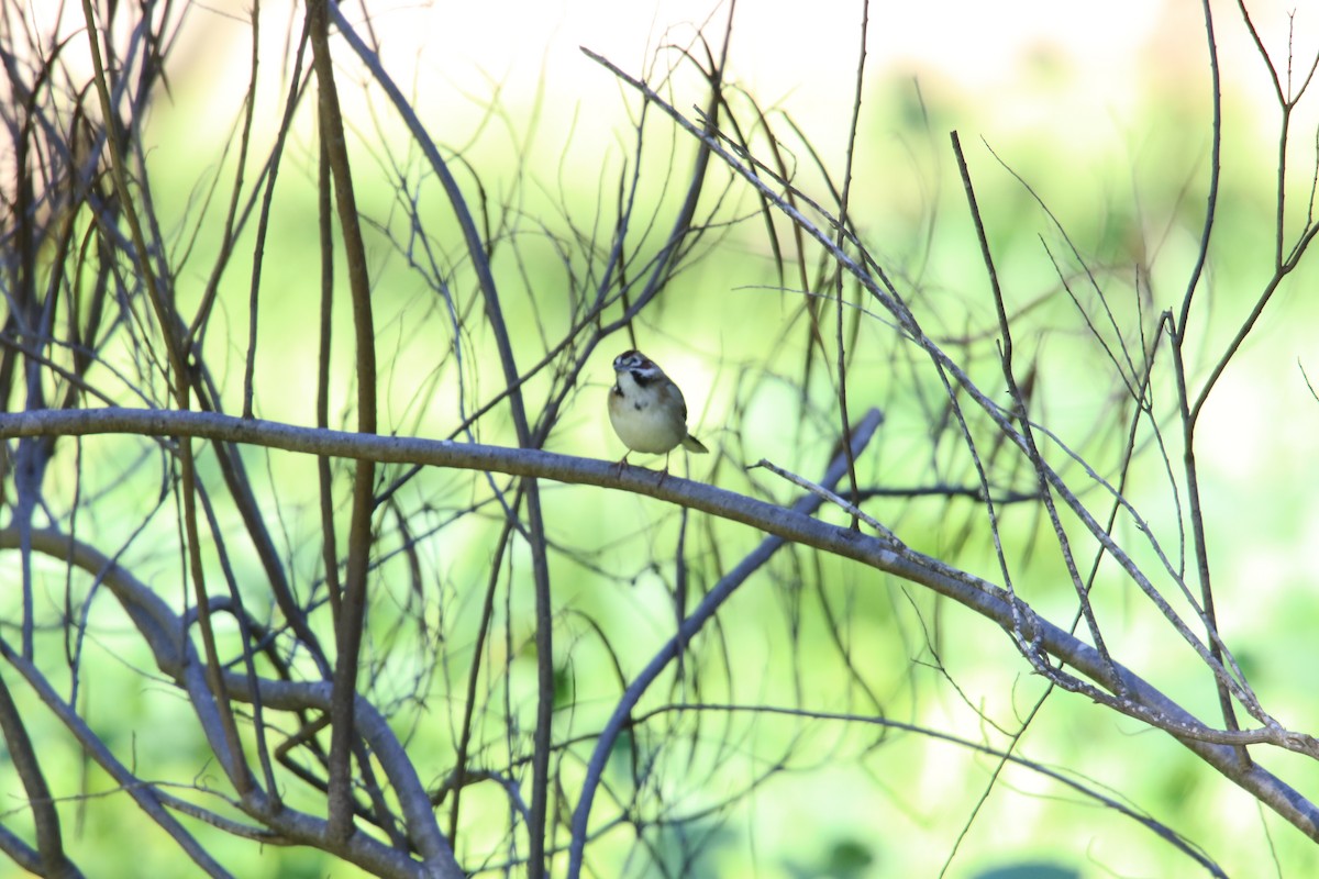 ヒバリヒメドリ - ML646385130