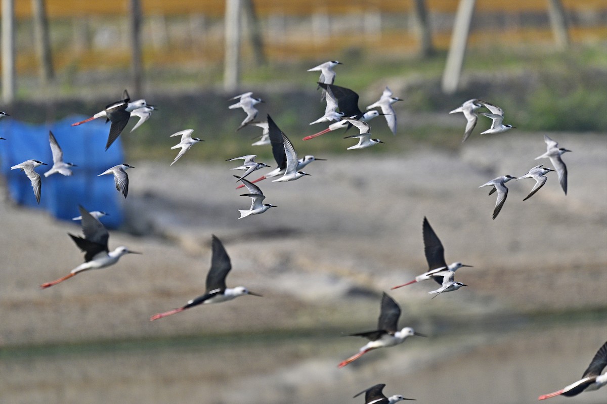 Whiskered Tern - ML646385131