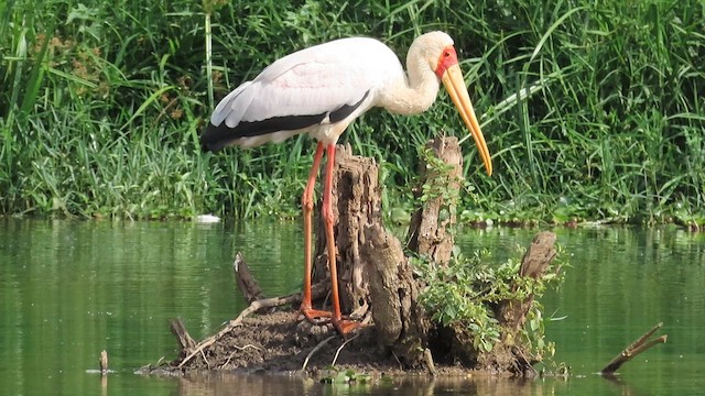 Yellow-billed Stork - ML646385133