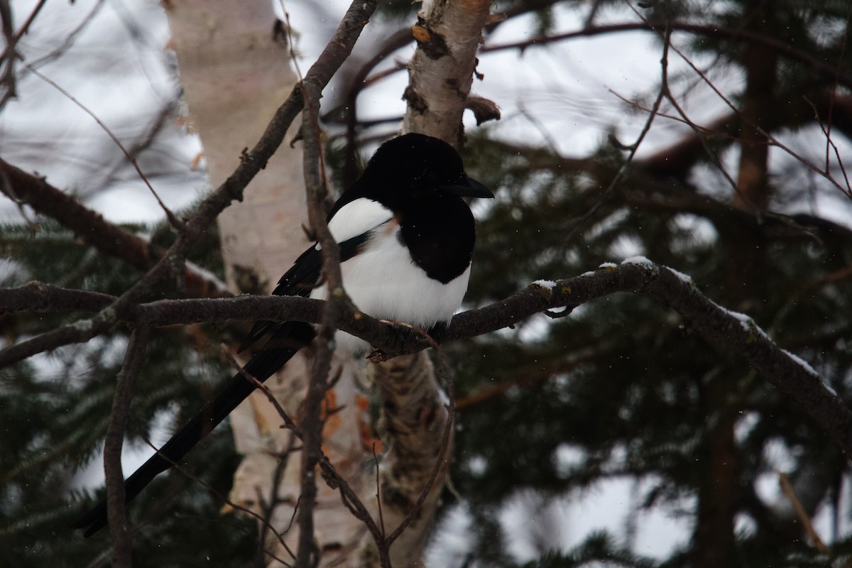 Black-billed Magpie - ML646385134