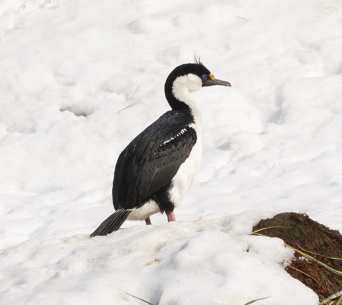 Imperial Cormorant (South Georgia) - ML646385135