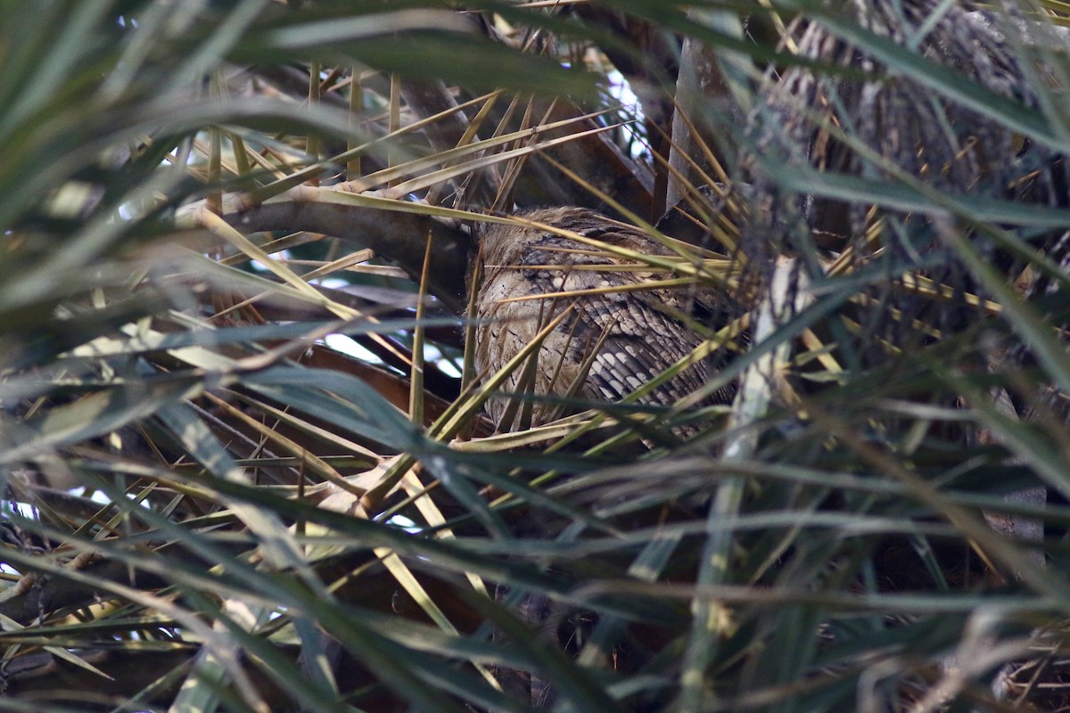 Indian Scops-Owl - ML646385136