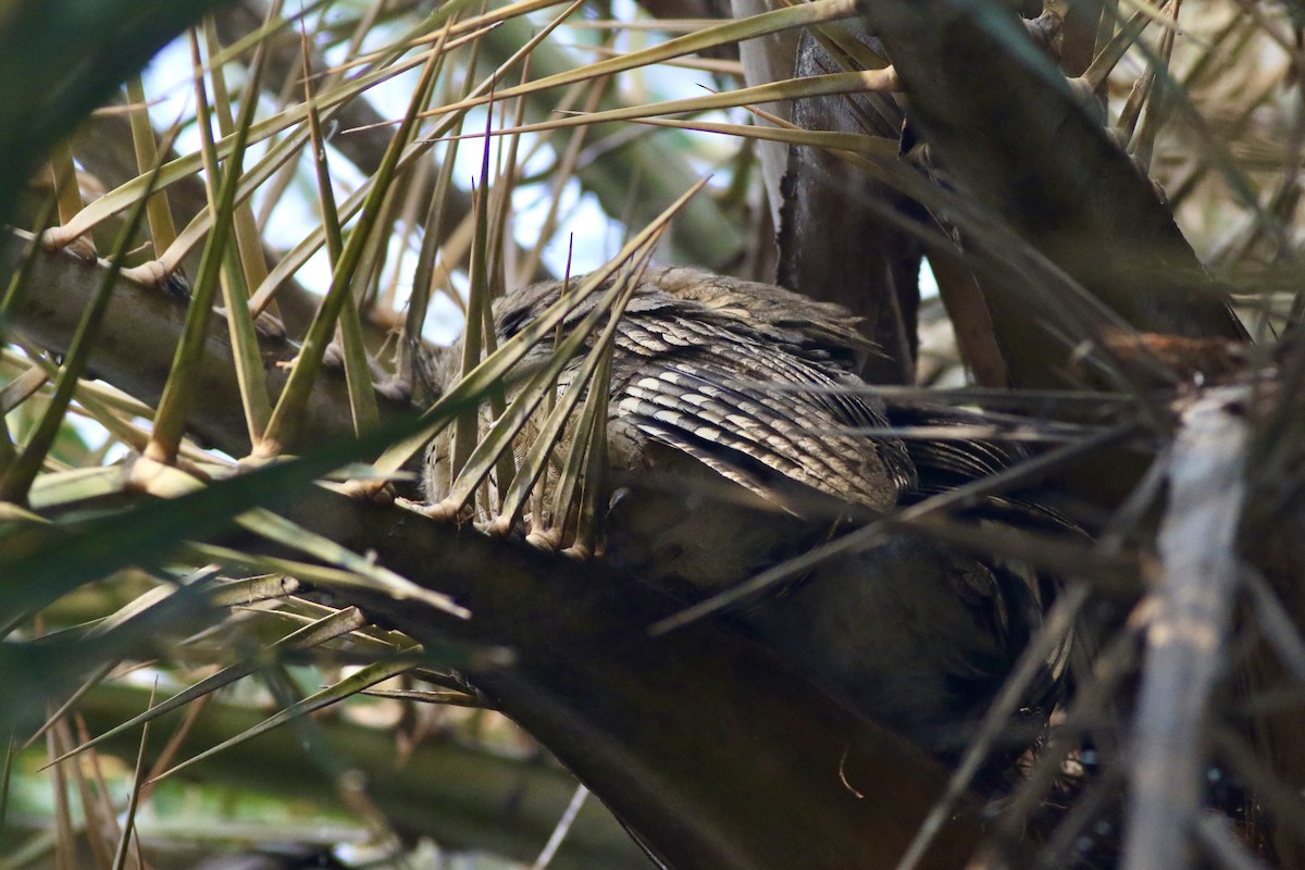 Indian Scops-Owl - ML646385137