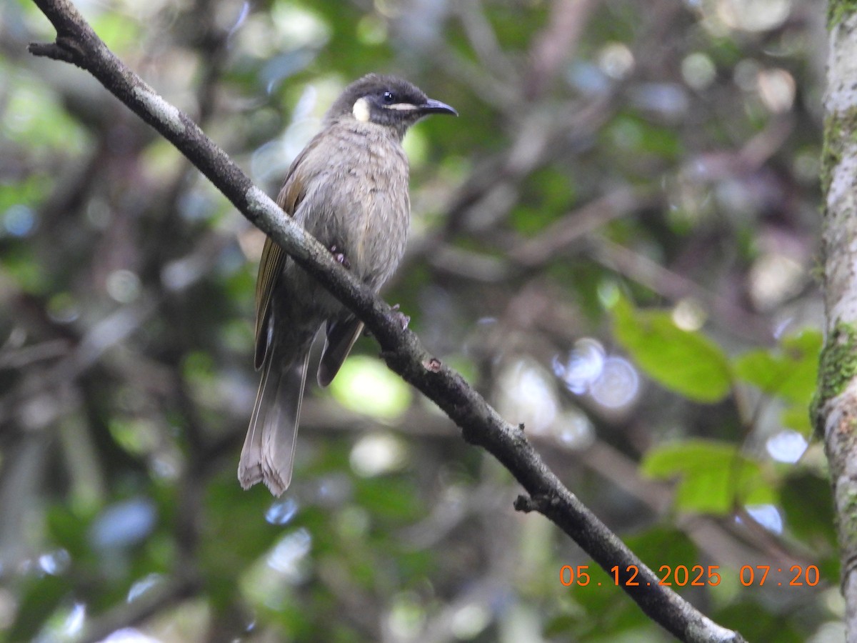 halvmånehonningeter - ML646385138