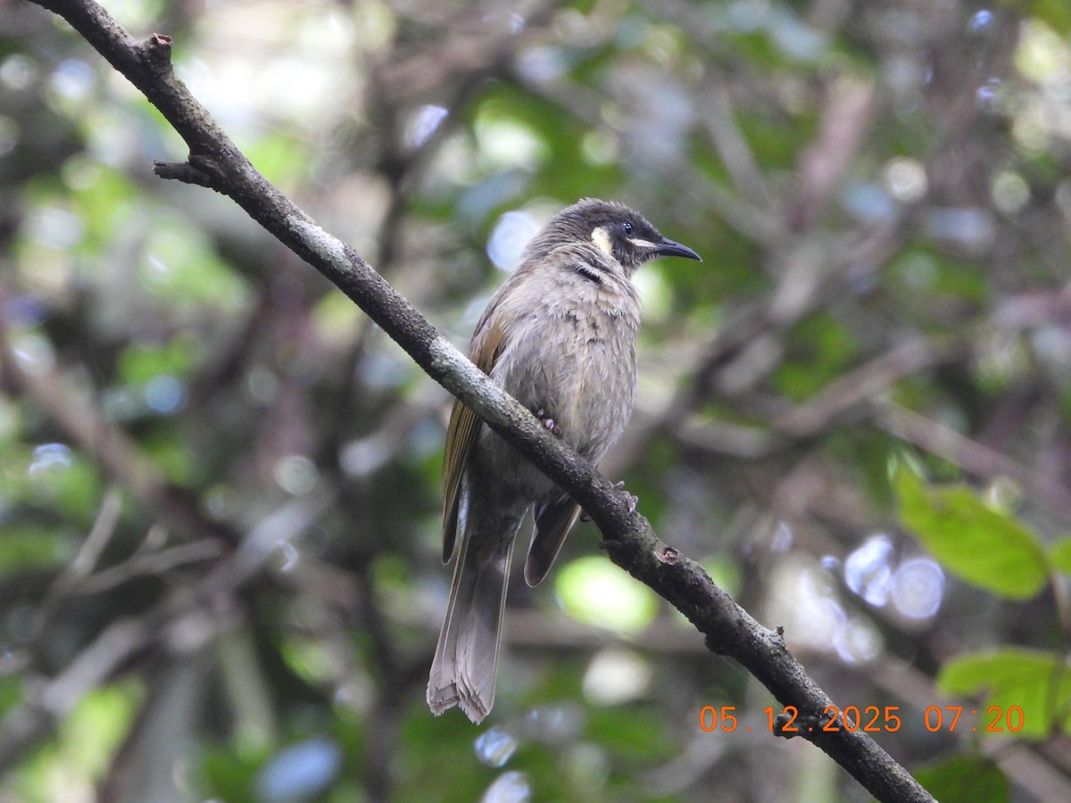 halvmånehonningeter - ML646385139